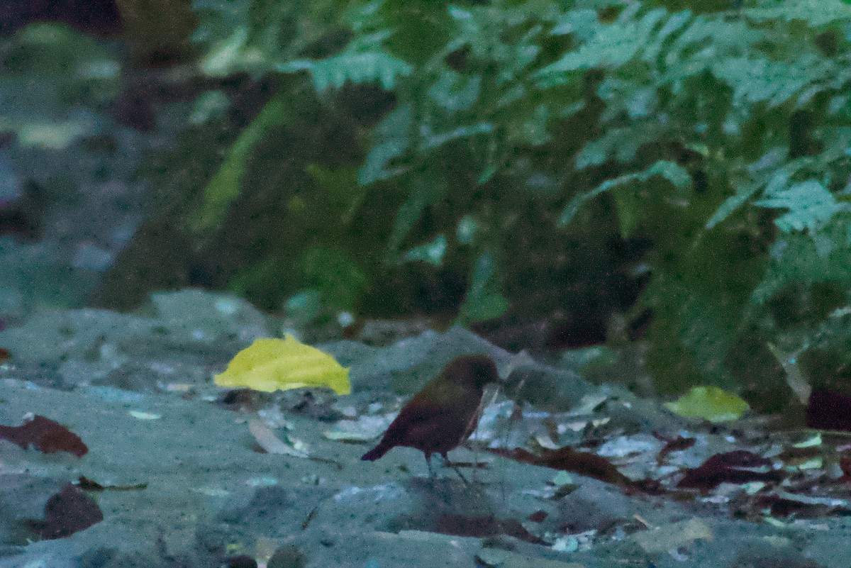 Ruiseñor de Java - ML644326723