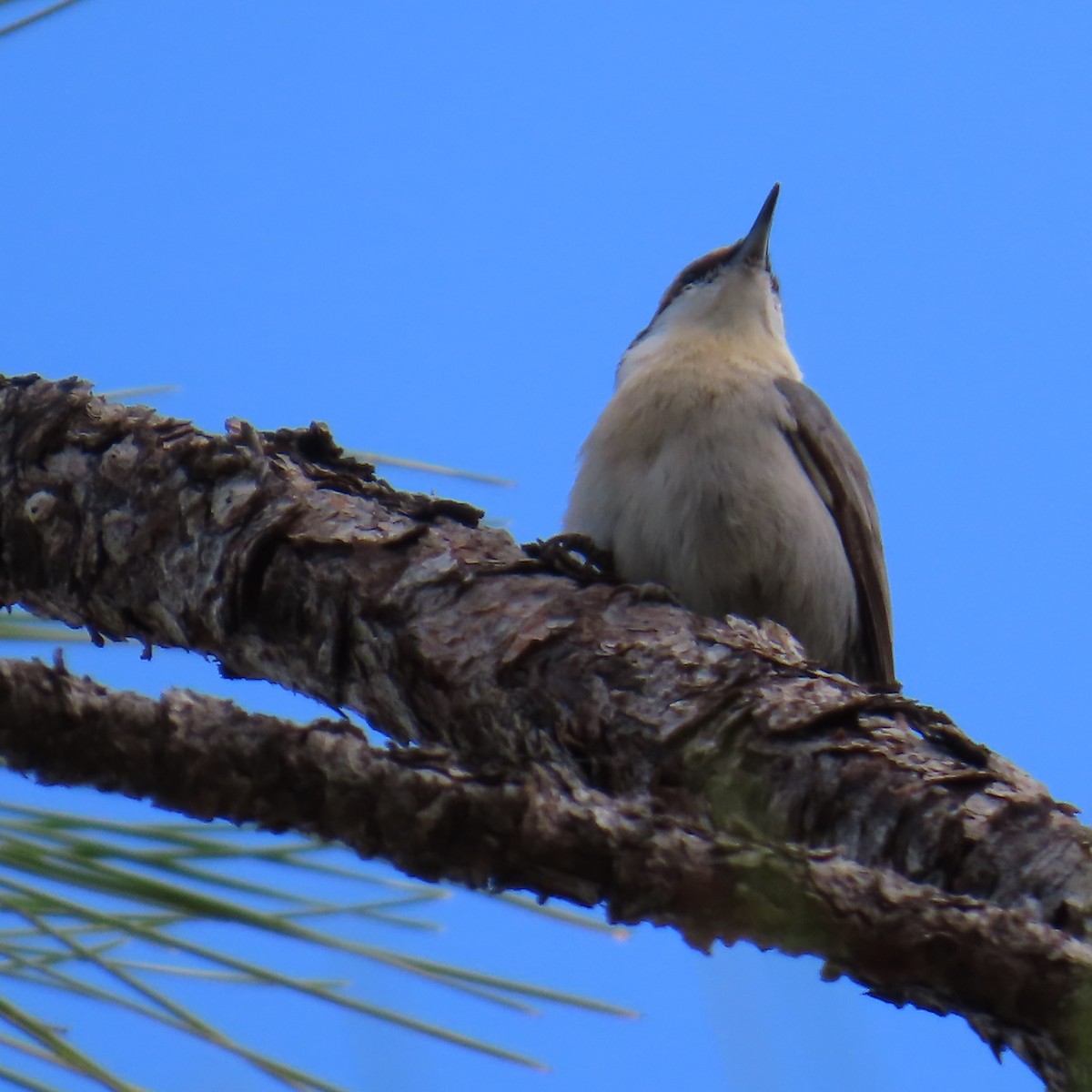 brhlík hnědohlavý - ML644326726