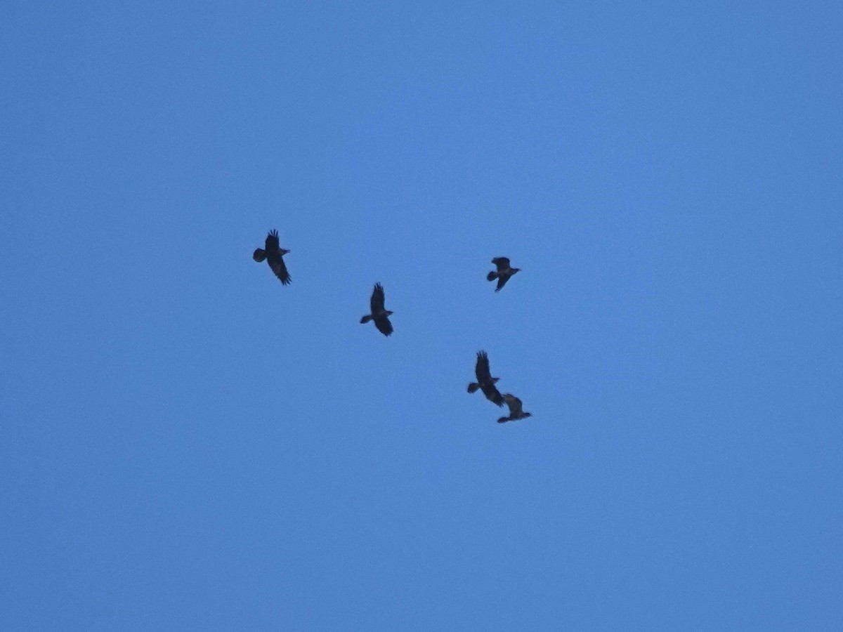 Kuzgun - ML644326727