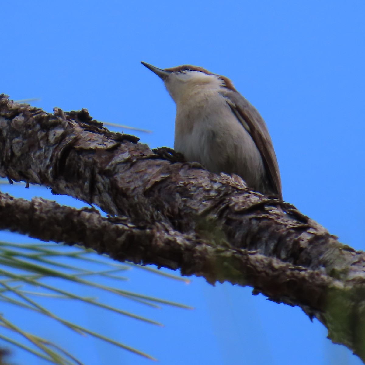 brhlík hnědohlavý - ML644326731