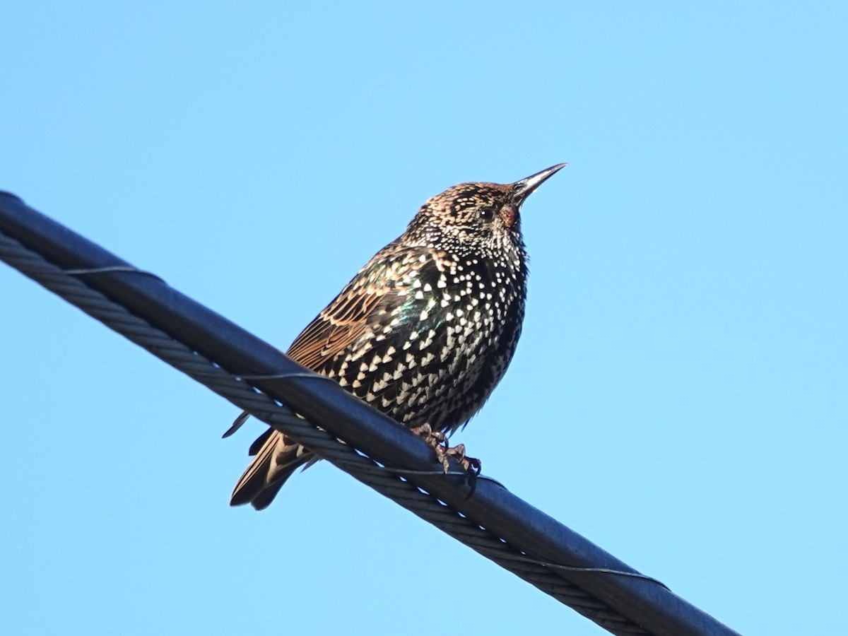 Sığırcık - ML644326735