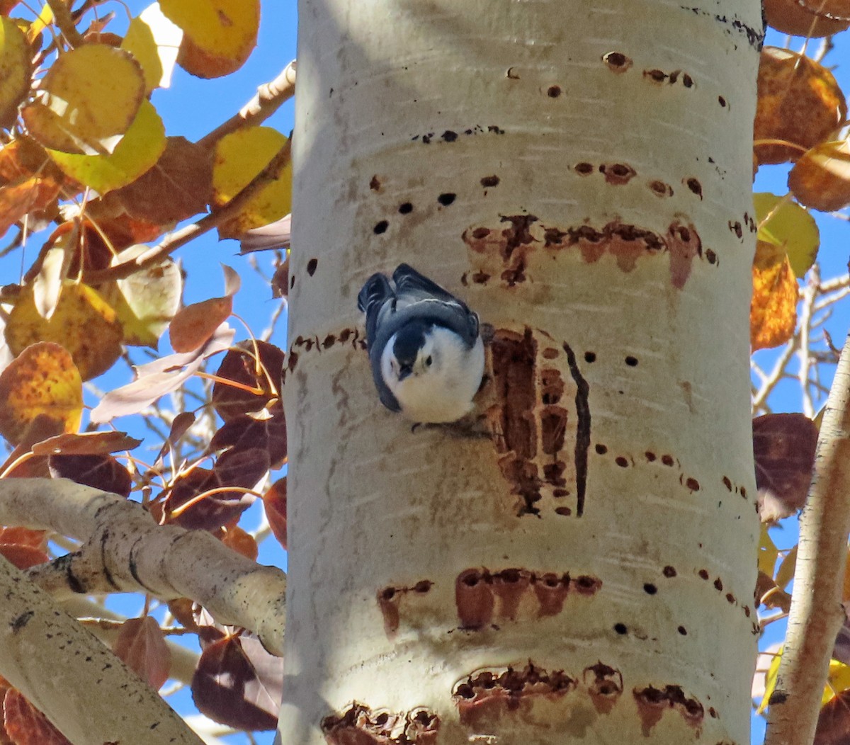 Trepador Pechiblanco - ML644326736