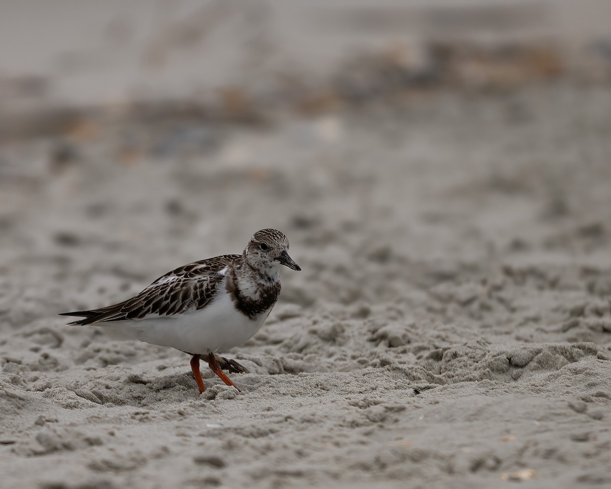 Vuelvepiedras Común - ML644326738