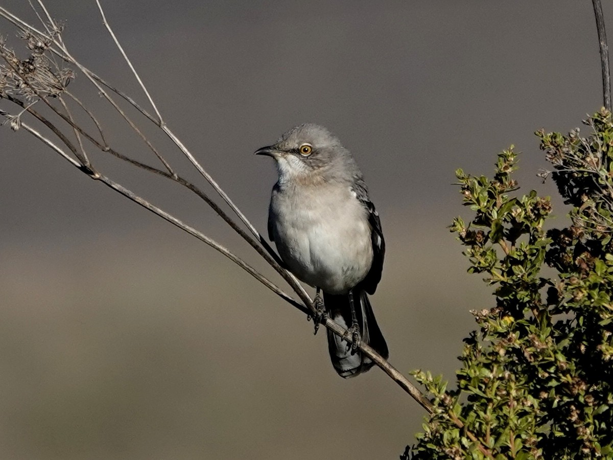 Sinsonte Norteño - ML644326739