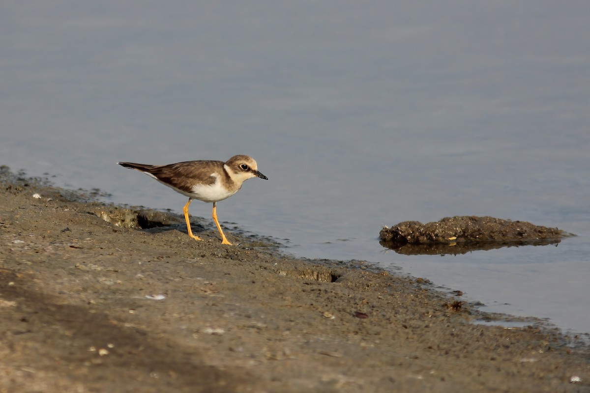 Chorlitejo Chico - ML644326740