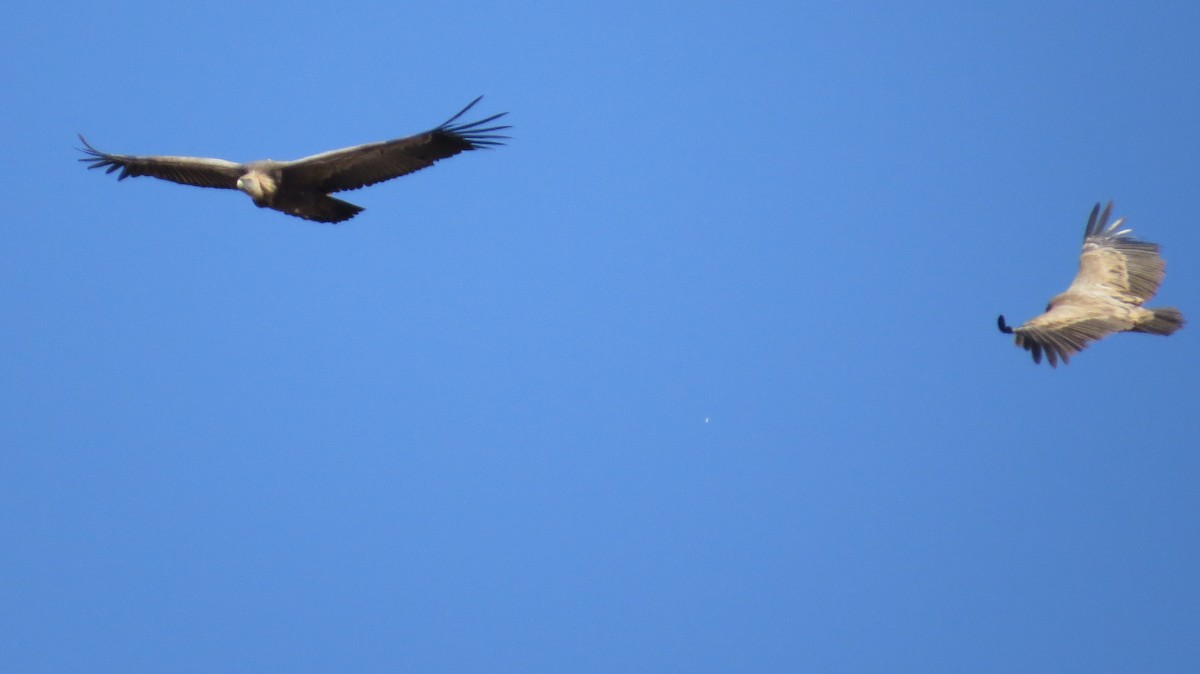 Buitre Leonado - ML644326742