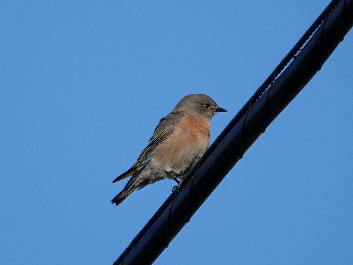 Azulejo Occidental - ML644326744