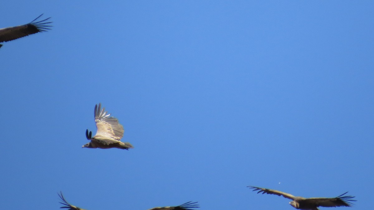 Buitre Leonado - ML644326746