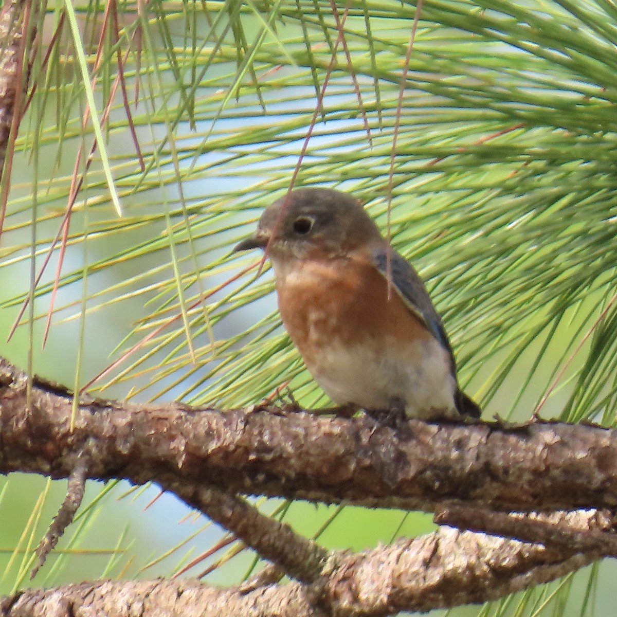 Azulejo Oriental - ML644326747