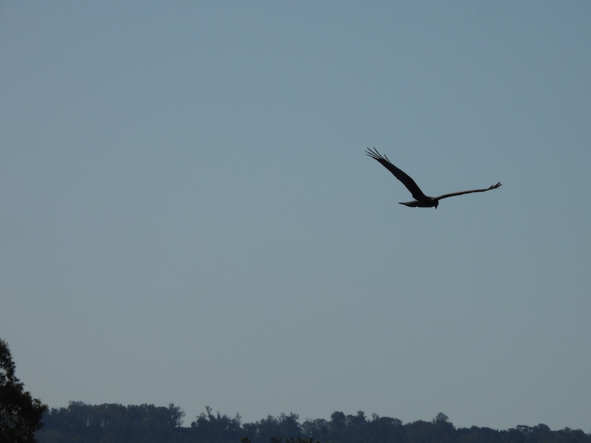 Aguilucho de Azara - ML644326749