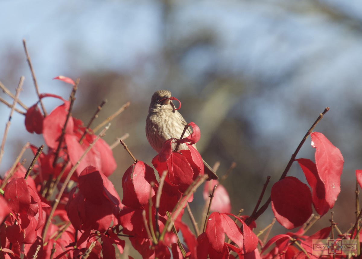 Camachuelo Mexicano - ML644326750