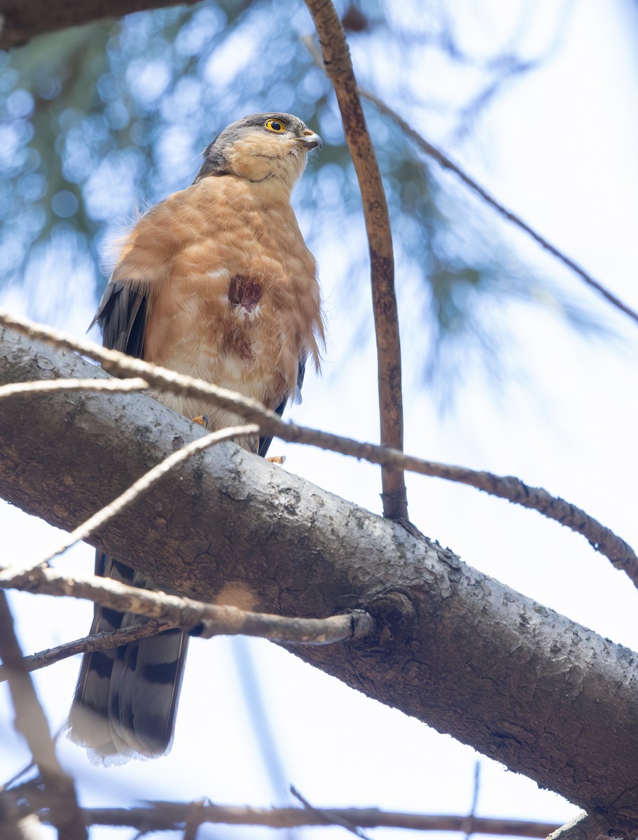 Gavilán Papirrufo (rufiventris) - ML644326751