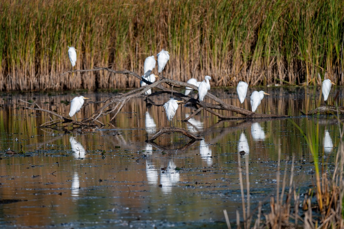 Garceta Grande - ML644326752