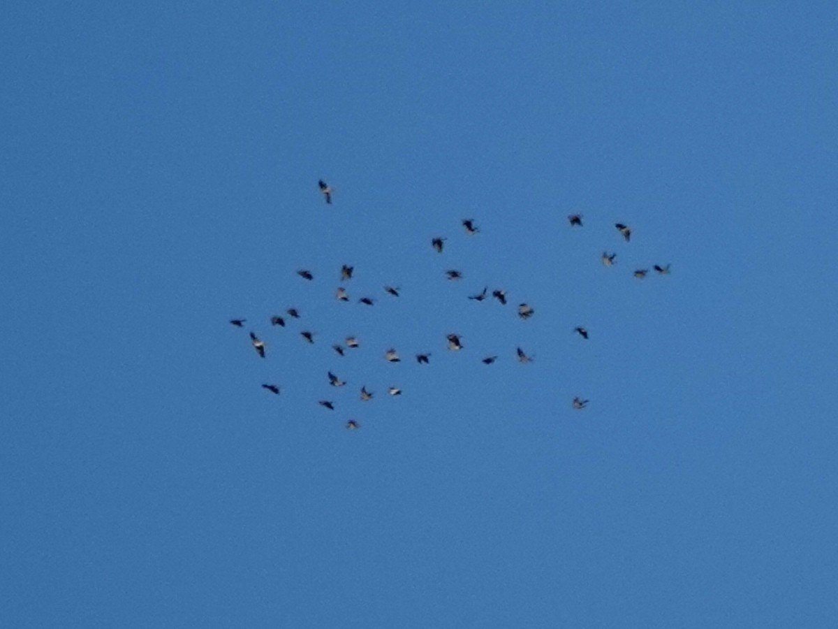 Ampelis Americano - ML644326753