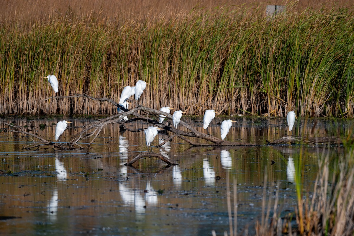 Aura Gallipavo - ML644326755