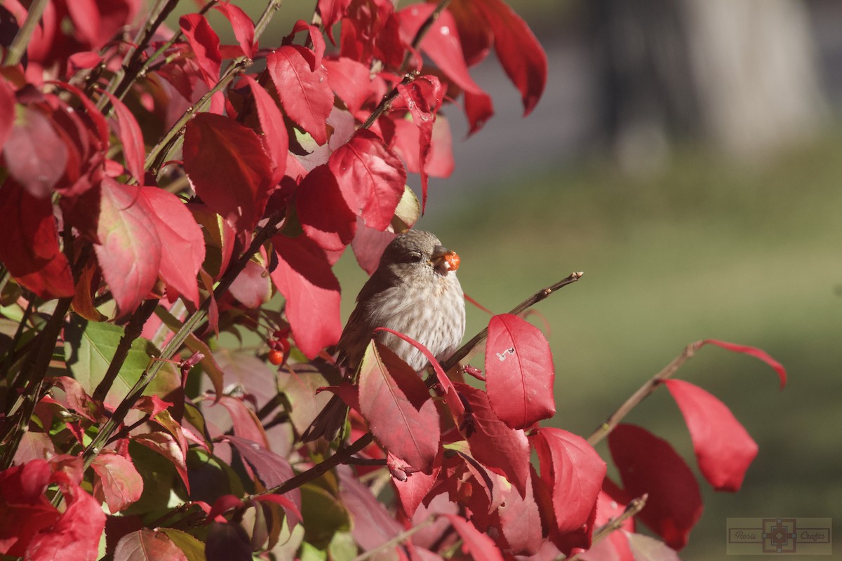 Camachuelo Mexicano - ML644326762