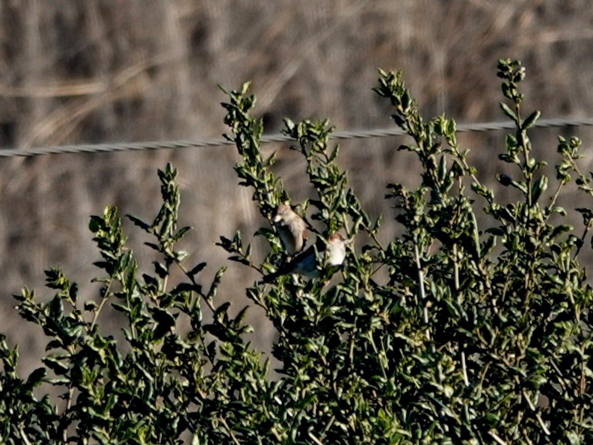 Gorrión Común - ML644326763