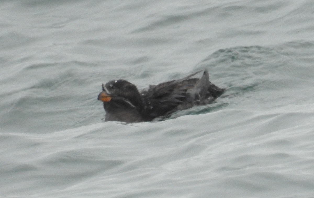 Alca Unicórnea - ML644326764