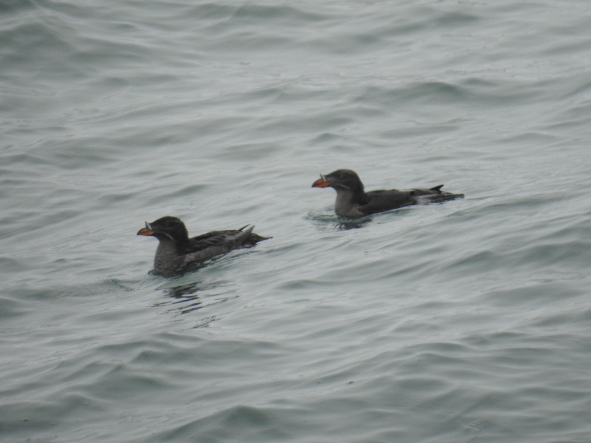 Alca Unicórnea - ML644326765