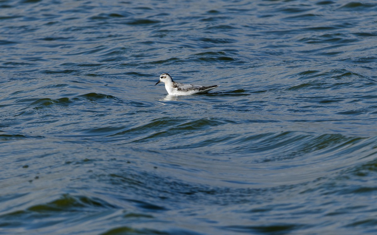 Falaropo Picogrueso - ML644326766