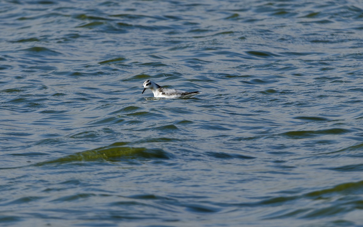 Falaropo Picogrueso - ML644326767