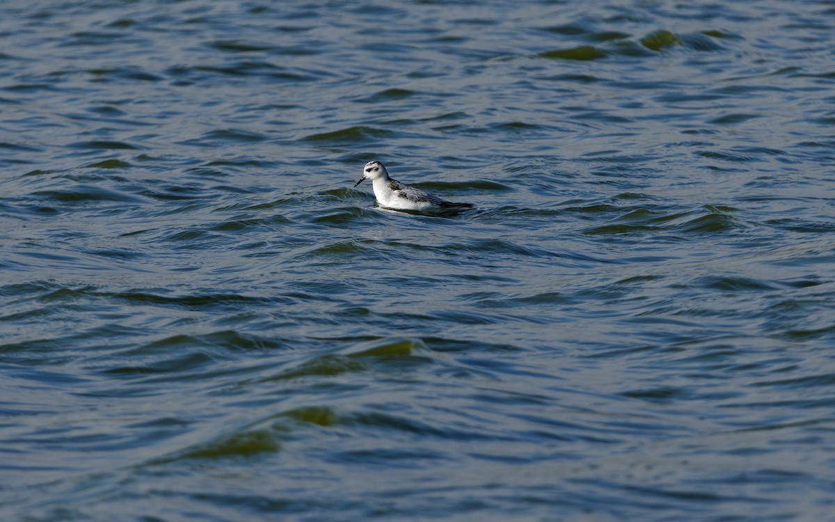 Falaropo Picogrueso - ML644326768