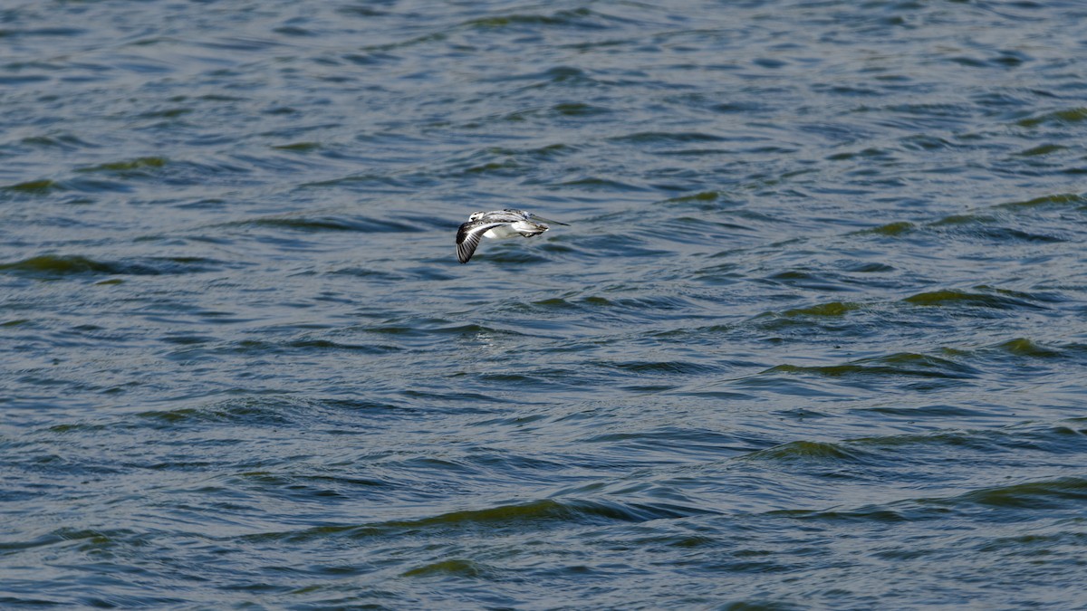 Falaropo Picogrueso - ML644326769