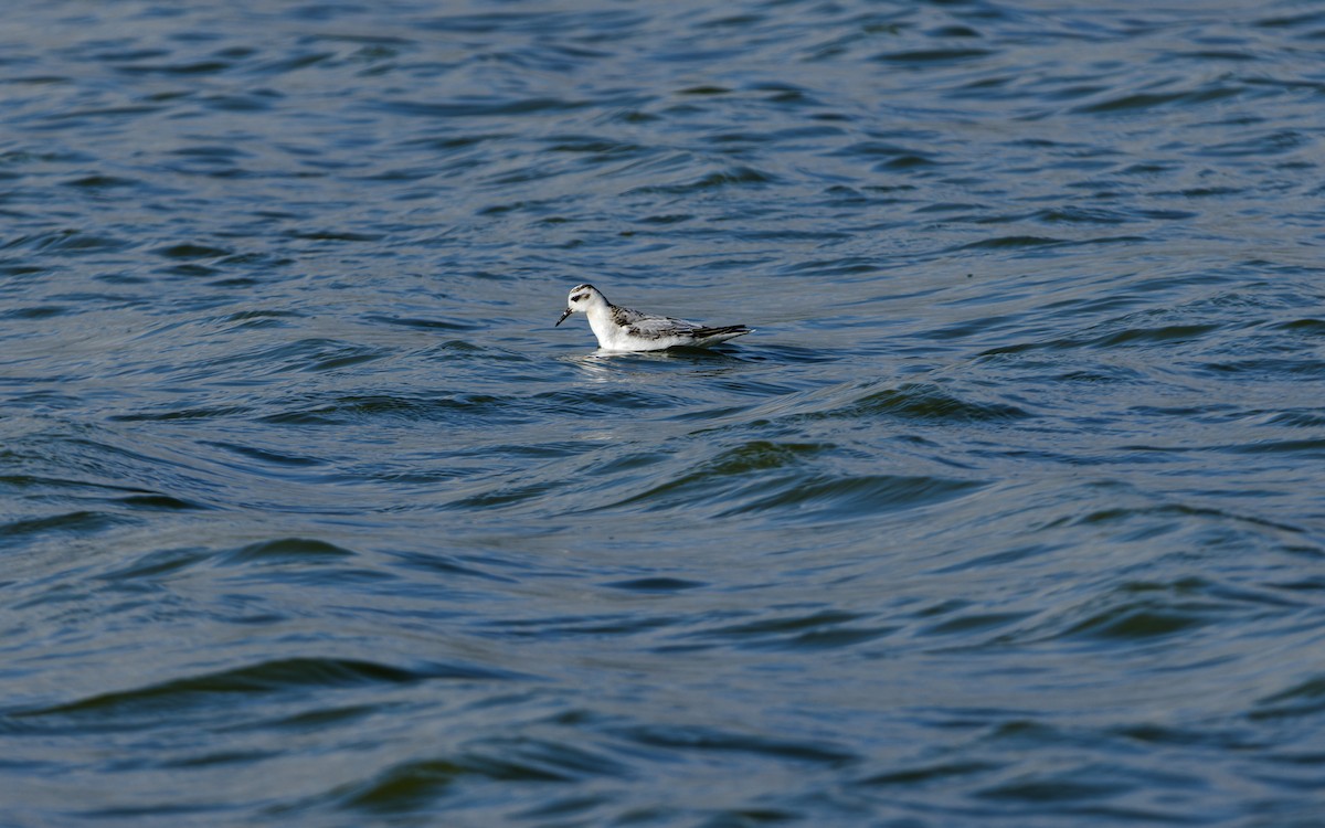 Falaropo Picogrueso - ML644326770