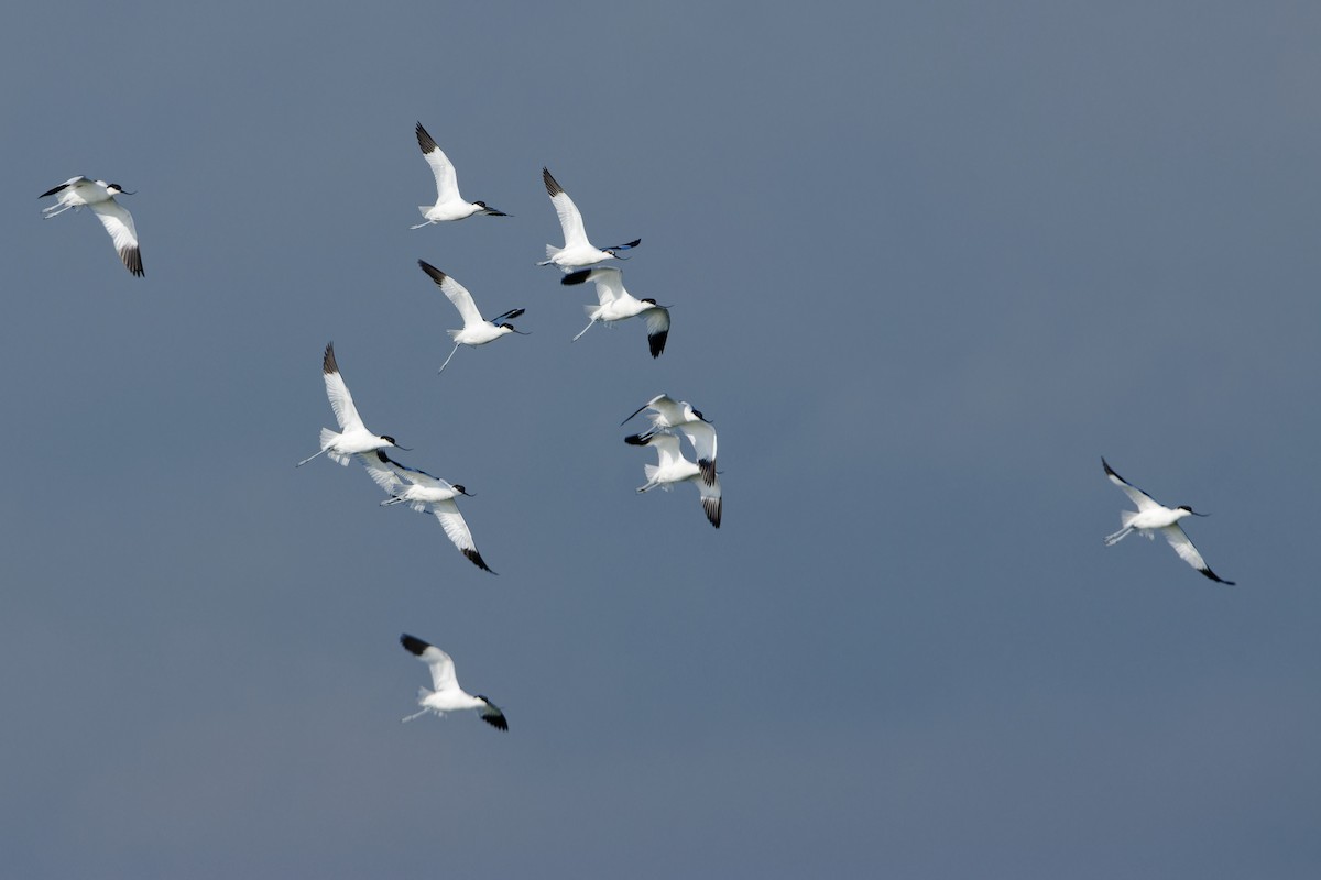Avoceta Común - ML644326771