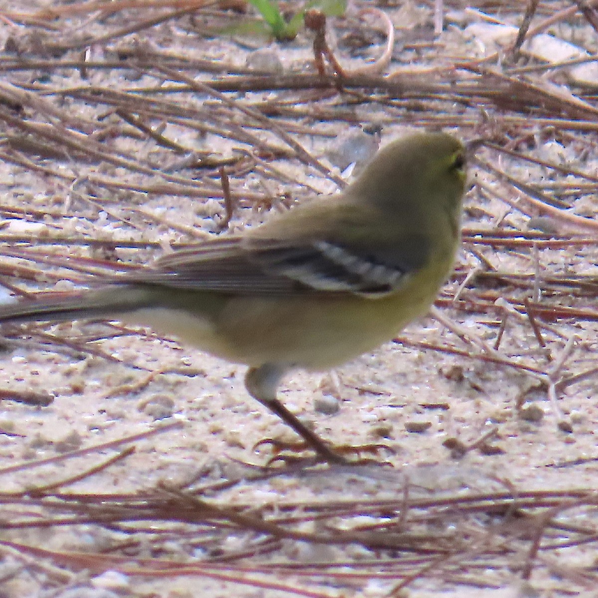 Reinita del Pinar - ML644326772