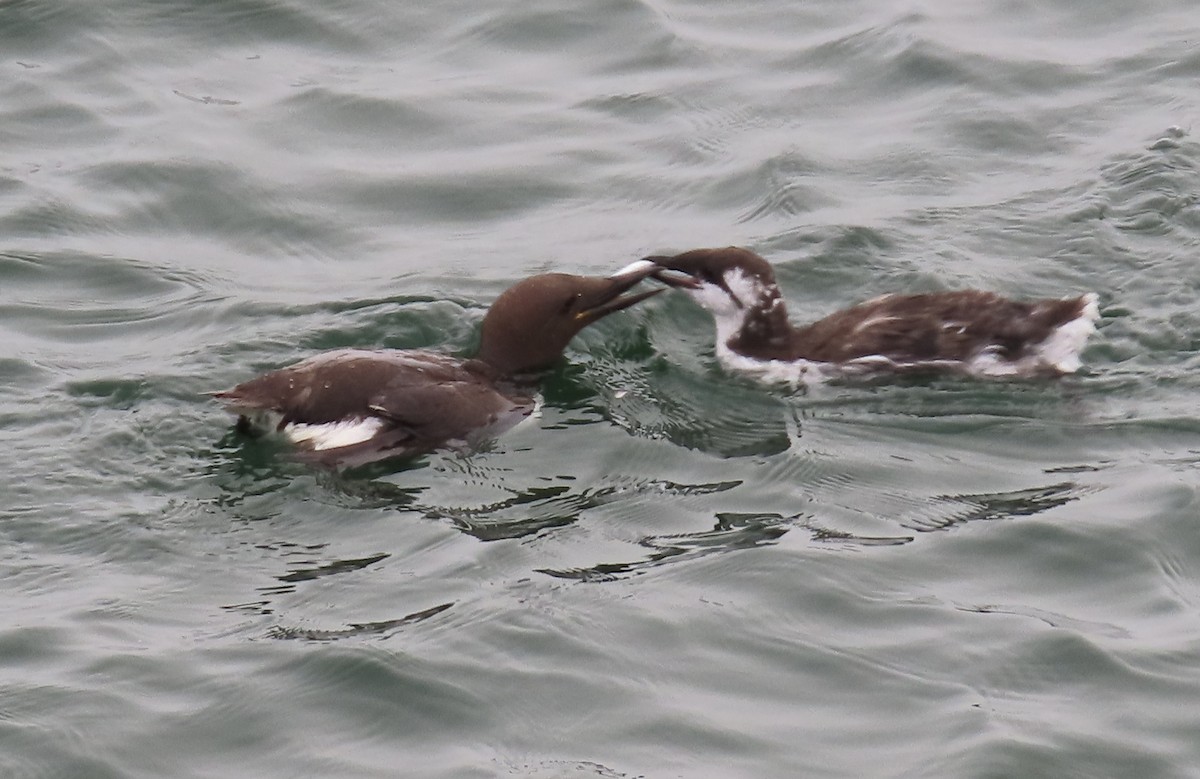 Common Murre - ML644326779