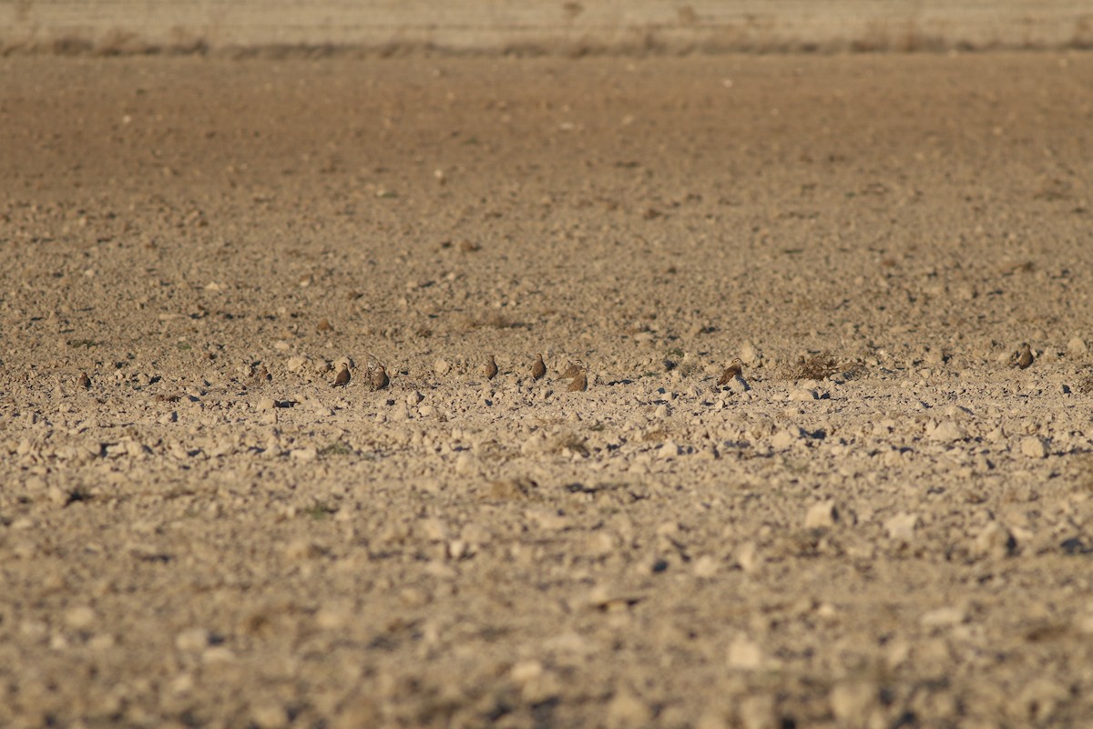 Eurasian Dotterel - ML644326781
