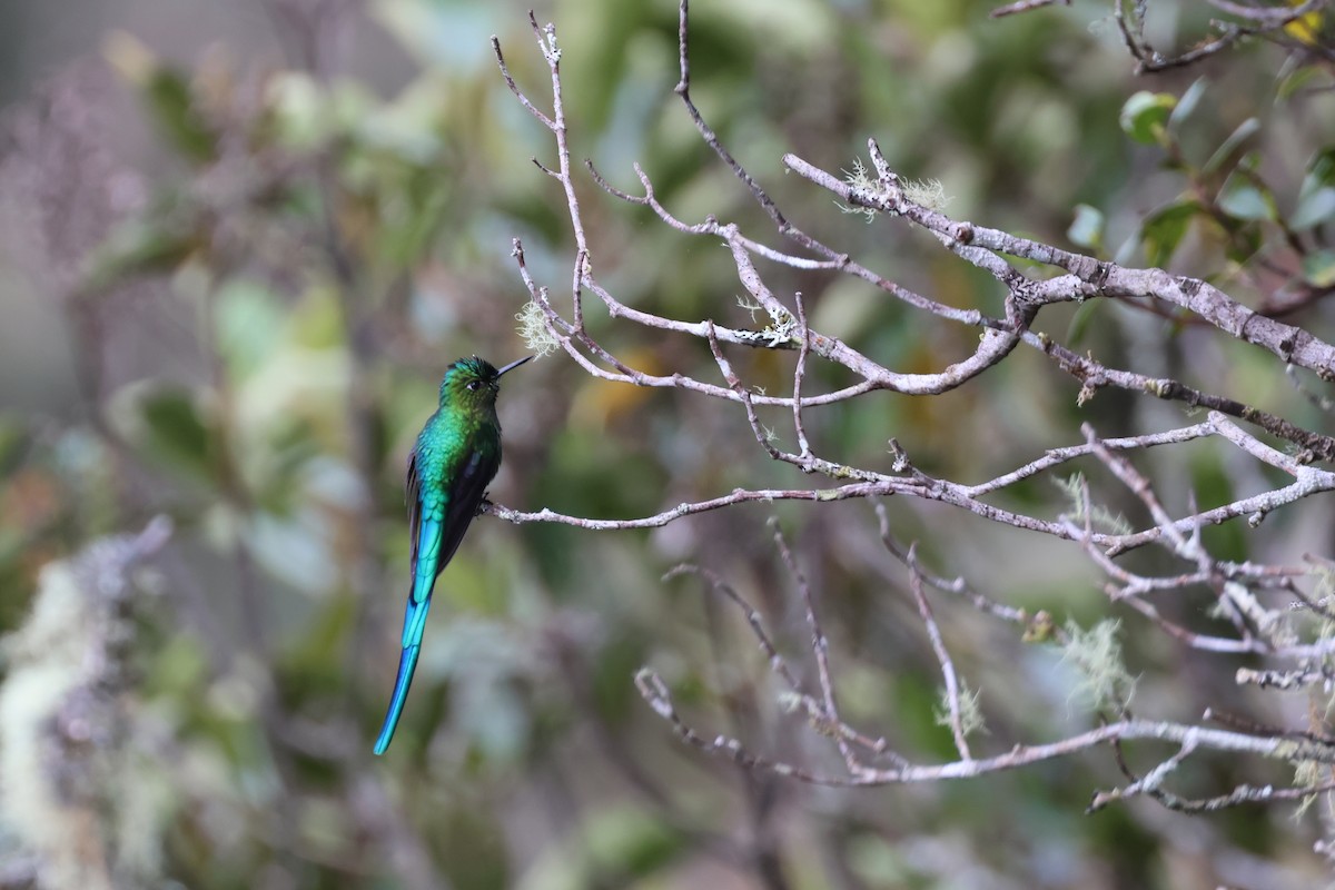 Long-tailed Sylph - ML644326784