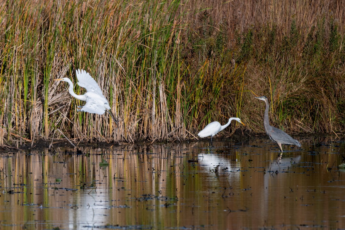 Great Egret - ML644326785