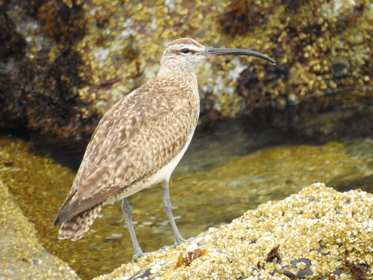 Hudsonian Whimbrel - ML644326786