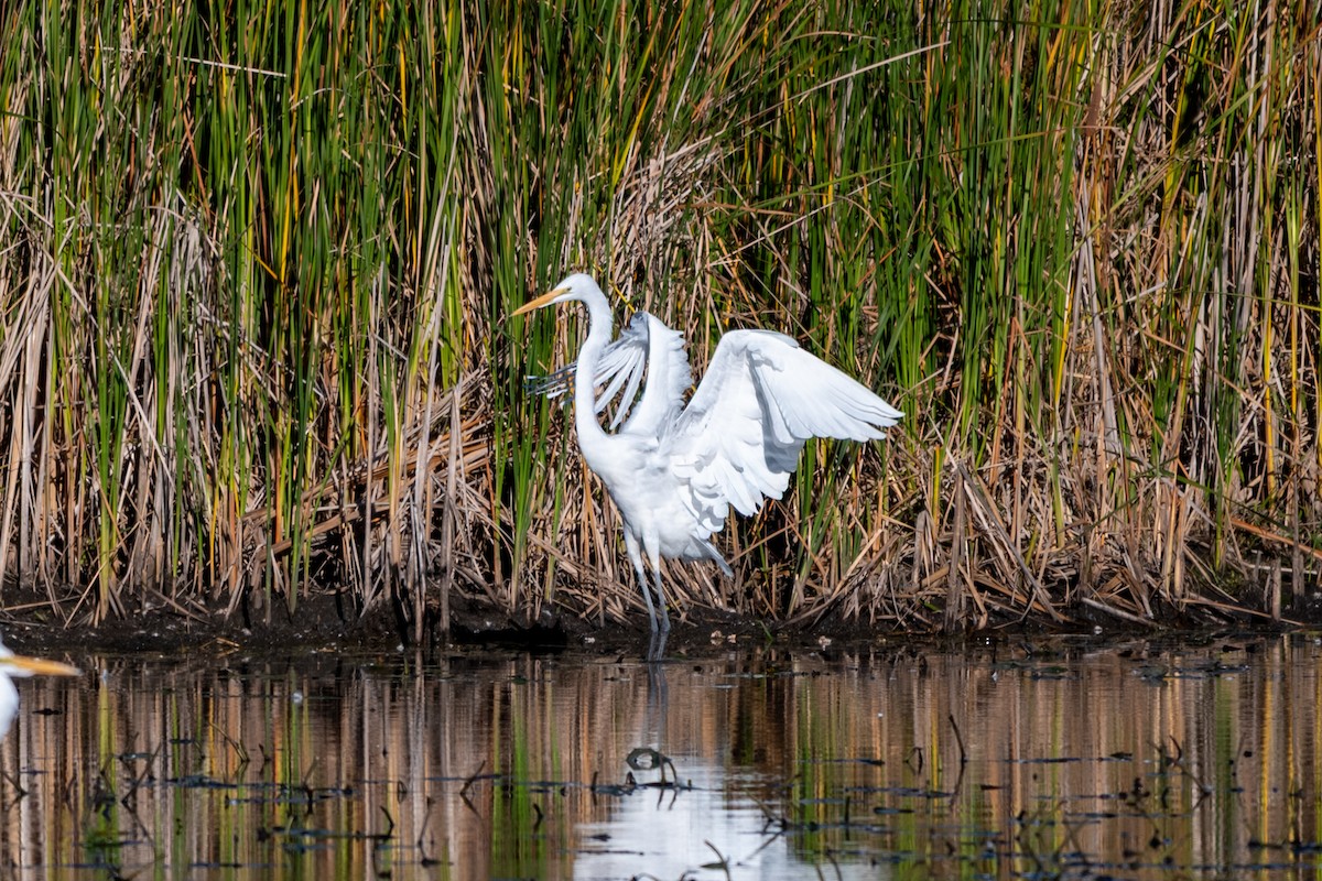 Great Egret - ML644326787