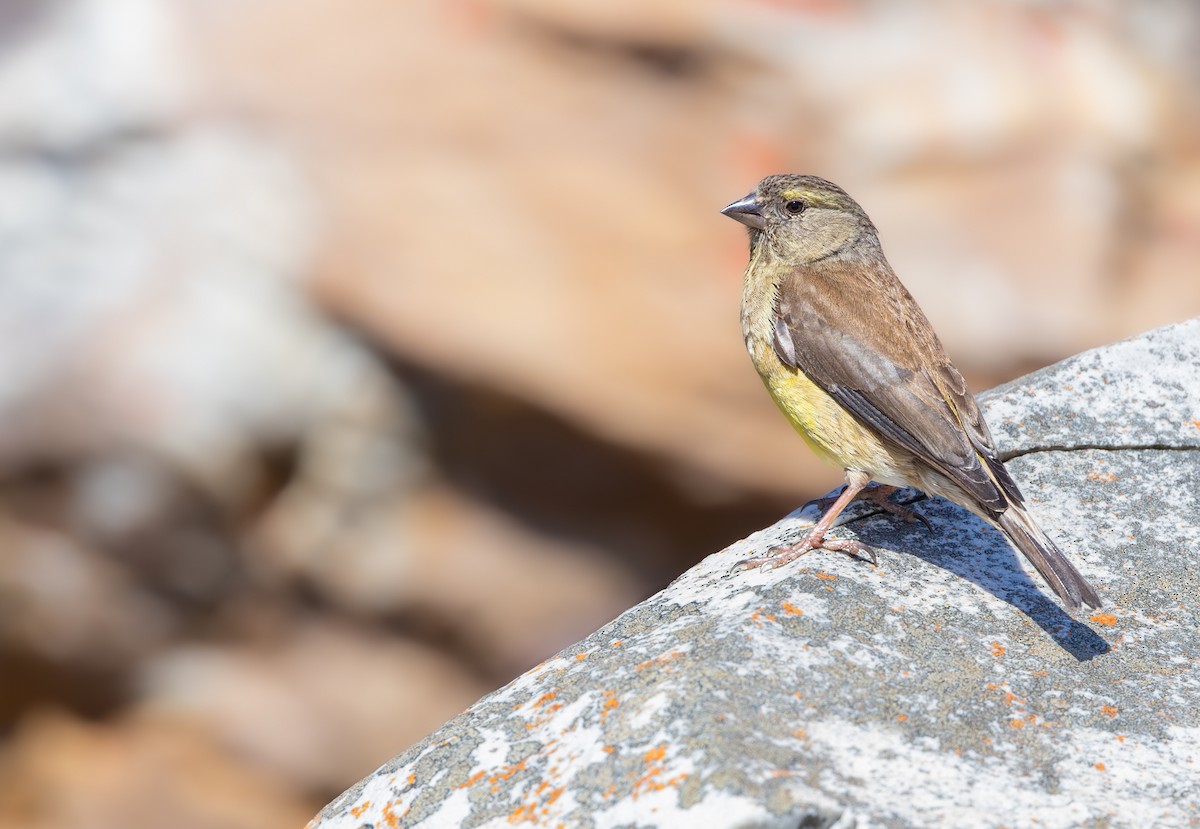 ケープヒワ - ML644326797