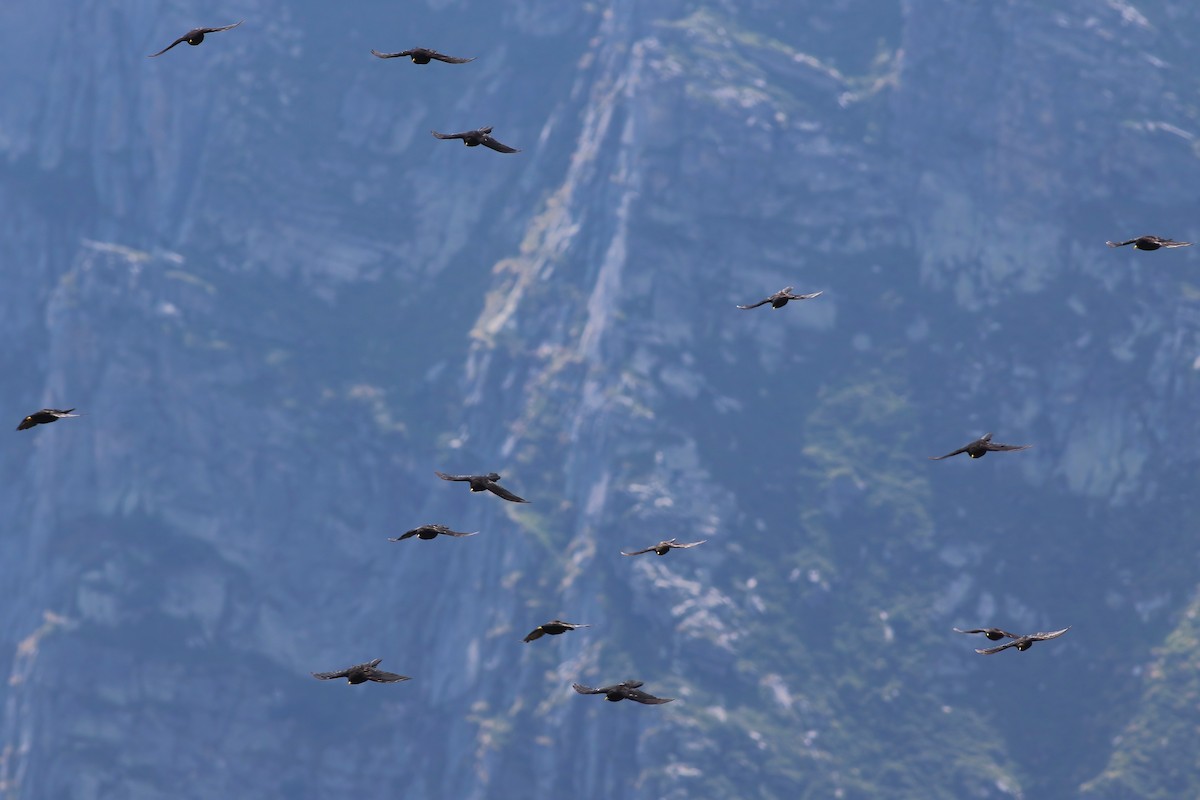 キバシガラス - ML644326799