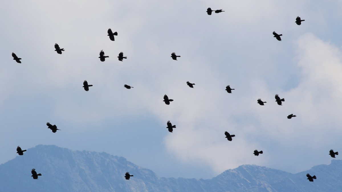 キバシガラス - ML644326800