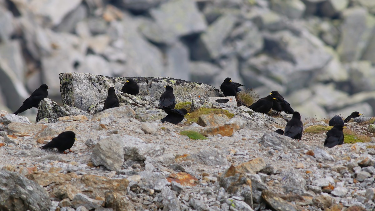 キバシガラス - ML644326801