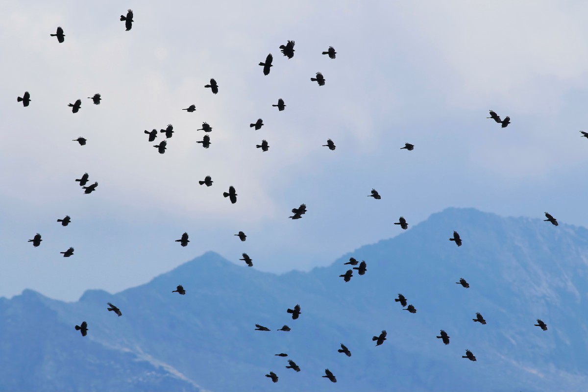 キバシガラス - ML644326802