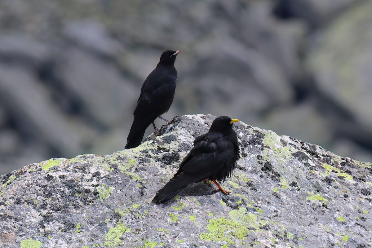 キバシガラス - ML644326803