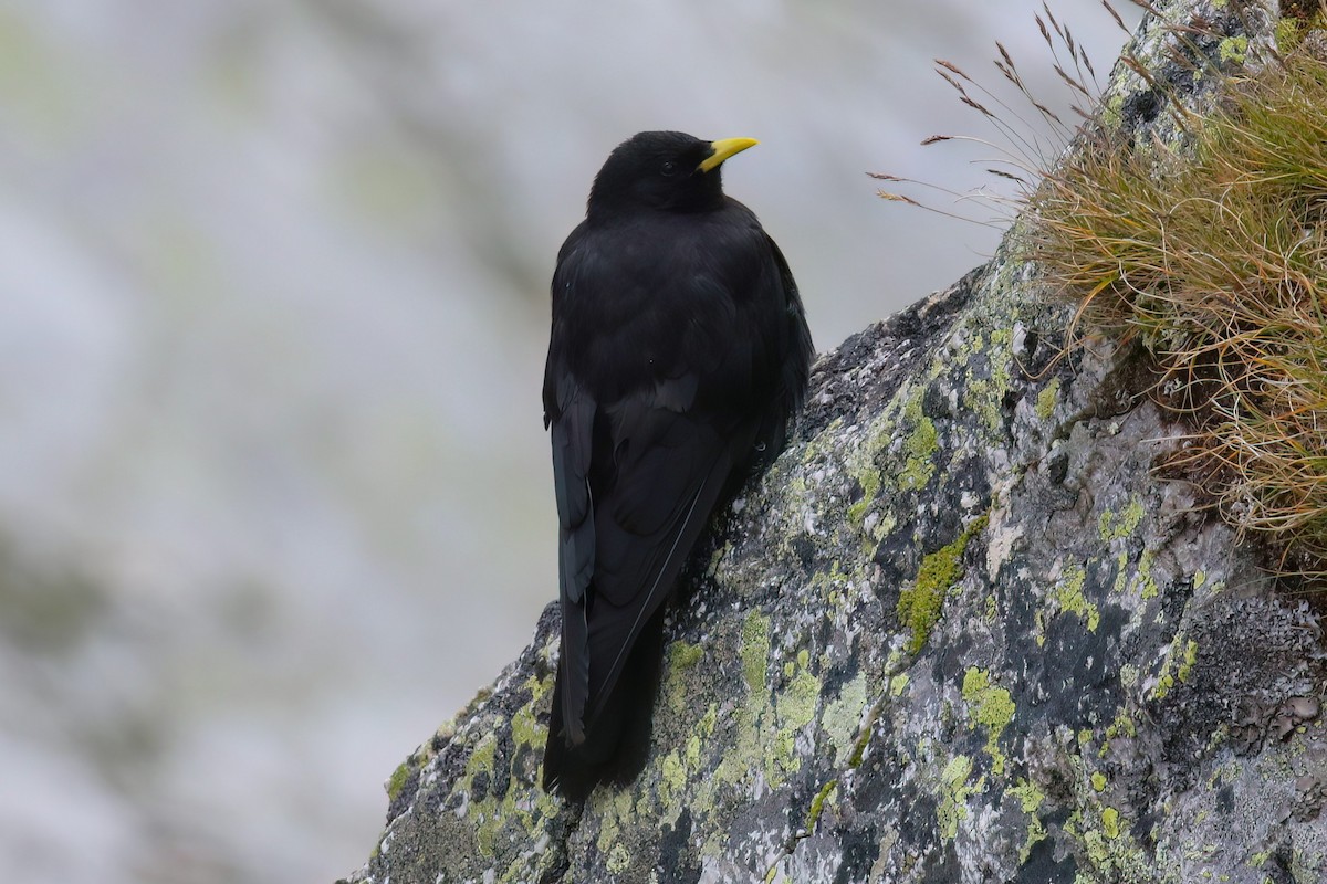 キバシガラス - ML644326804