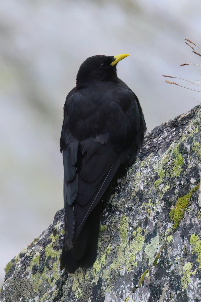 キバシガラス - ML644326805