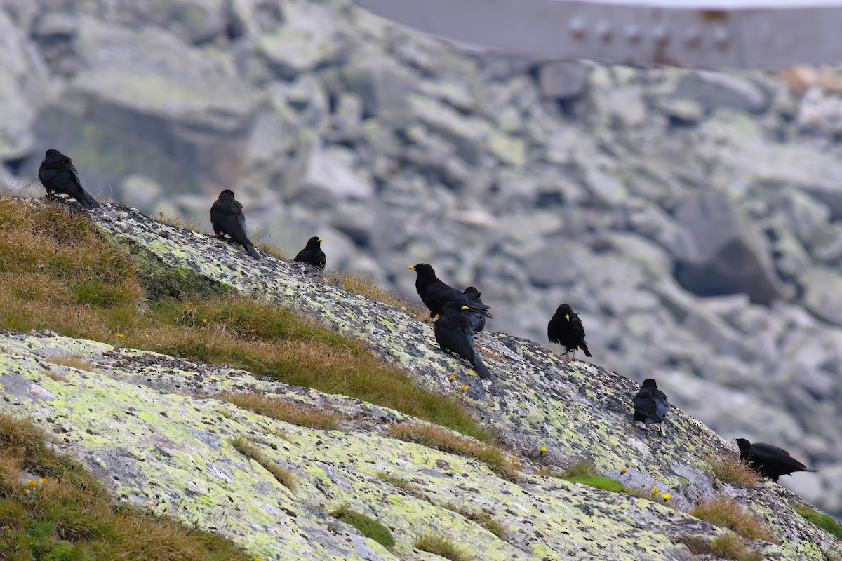 キバシガラス - ML644326807