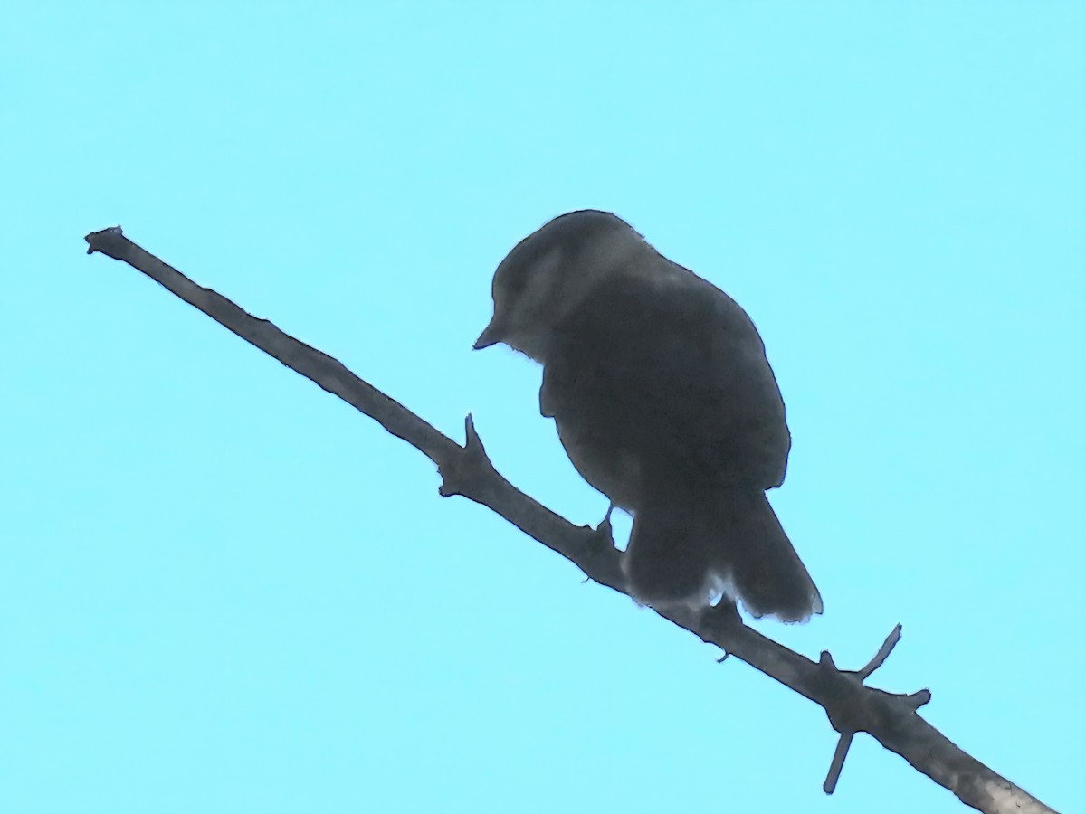 カナダカケス - ML644326808