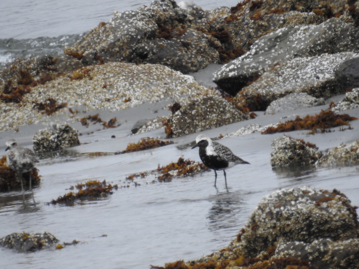 Black-bellied Plover - ML644326811