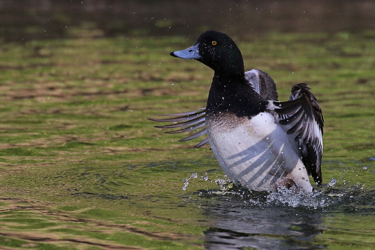 斑背潛鴨 - ML644326813