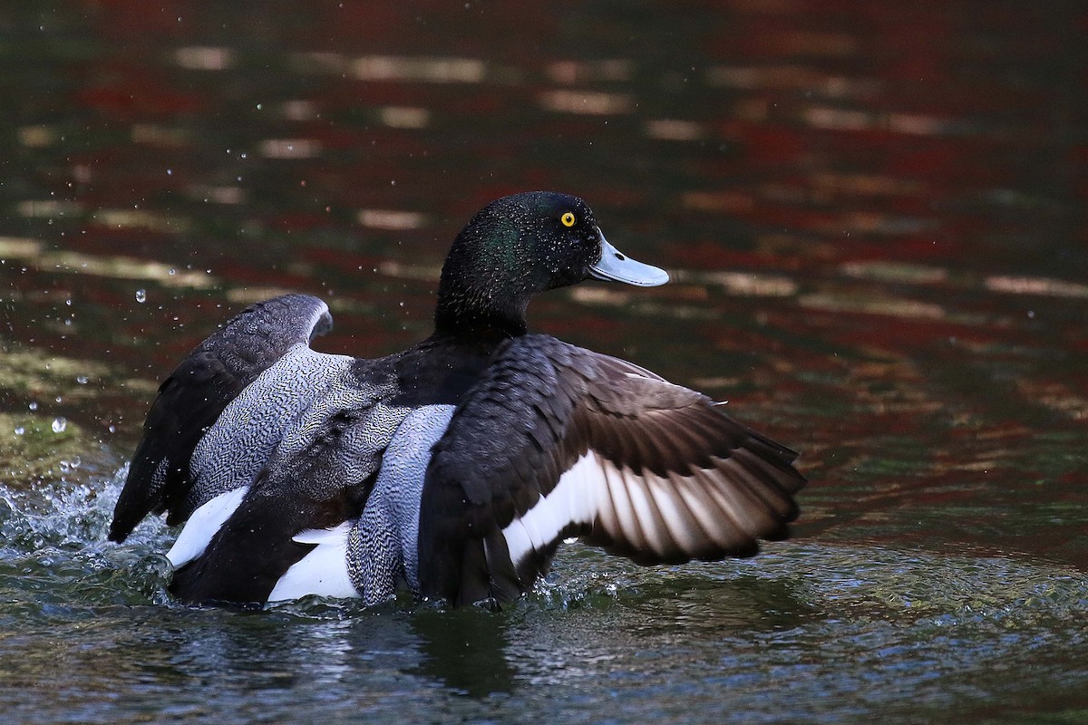 斑背潛鴨 - ML644326814