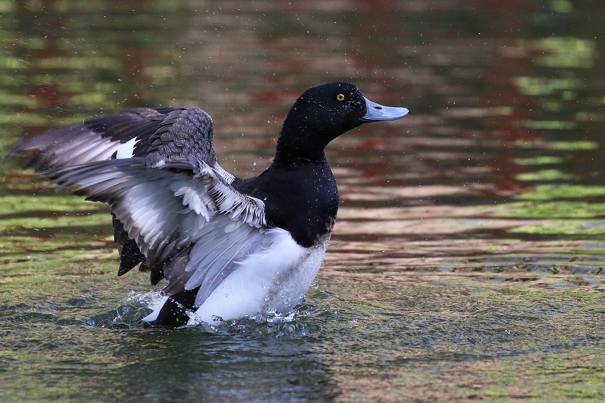 斑背潛鴨 - ML644326815